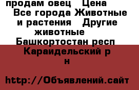  продам овец › Цена ­ 100 - Все города Животные и растения » Другие животные   . Башкортостан респ.,Караидельский р-н